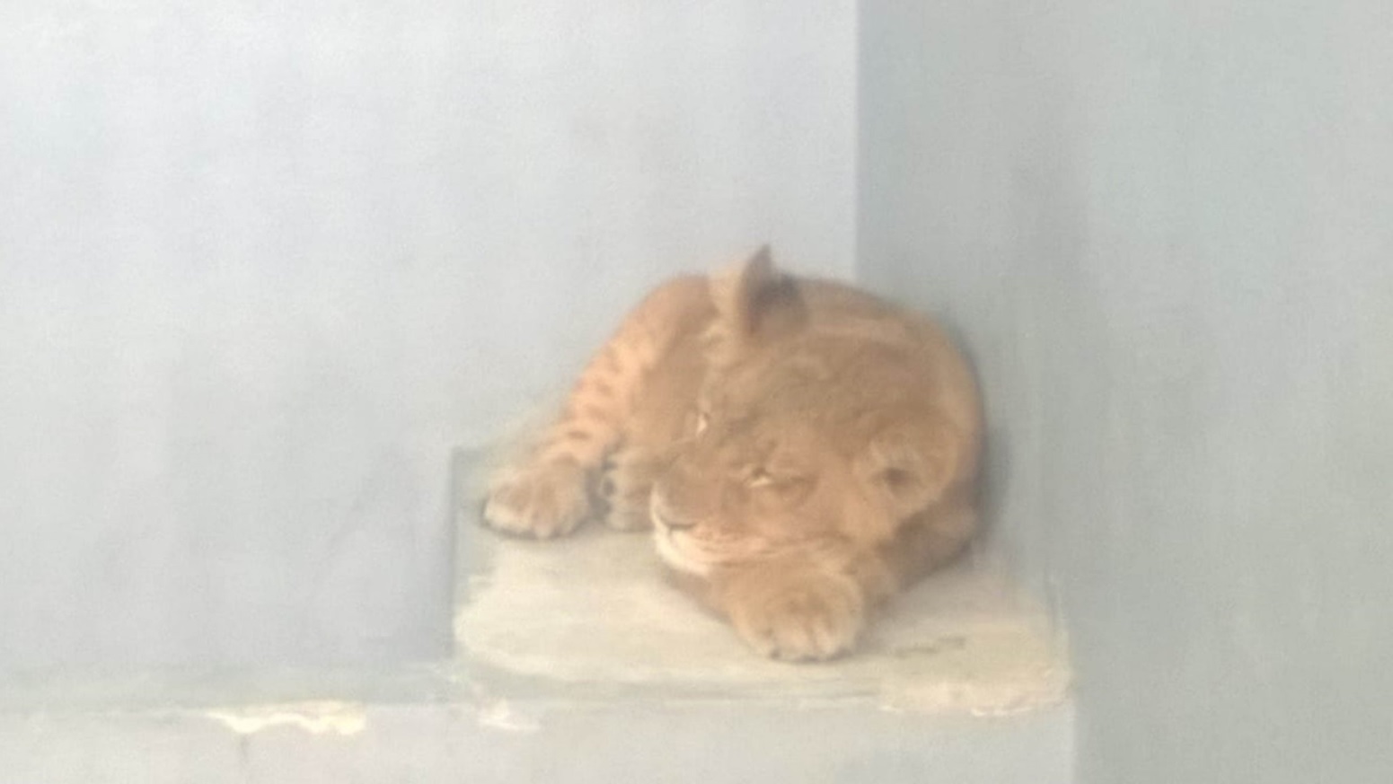 inspectores aseguran cachorra leon enjaulada en tijuana