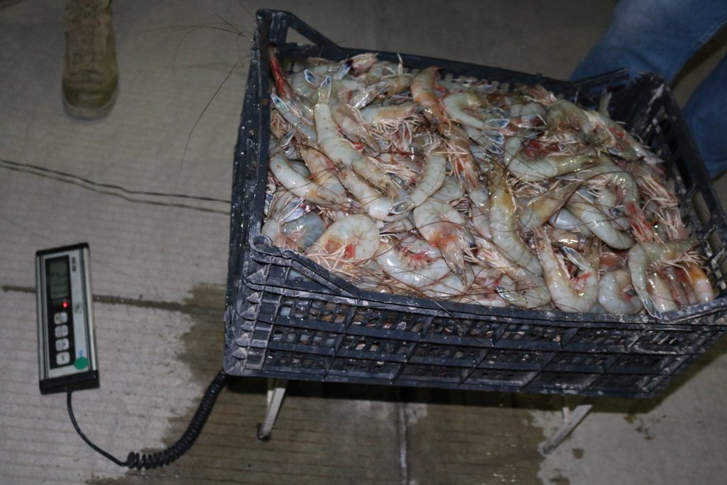 Aseguran embarcación por pesca ilegal en Alto Golfo de California