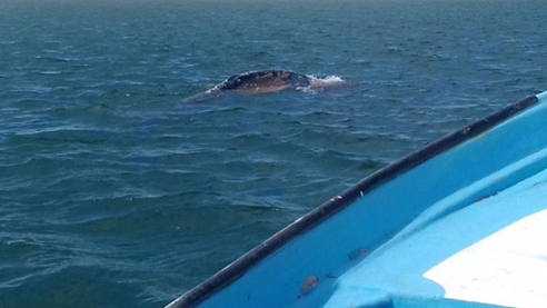 la conanp avista la primer ballena gris en bc