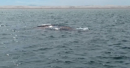 la conanp avista la primer ballena gris en bc