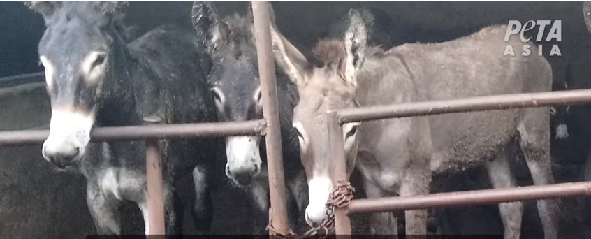 Burros son maltratados en granjas de China. (PETA/Youtube)