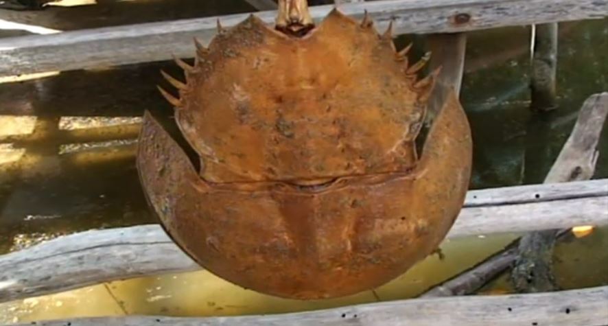 Cinvestav alerta por riego de extinción del cangrejo herradura en Yucatán