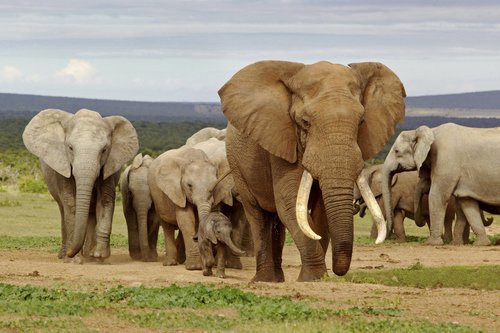 Trump permite importar trofeos de elefantes cazados en Zimbabue