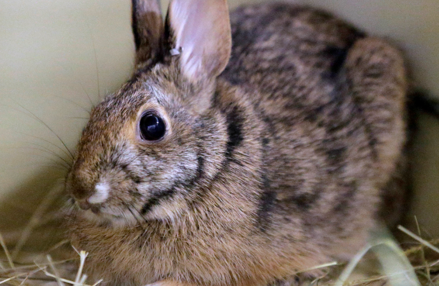 Gobierno de Polonia pide a la gente que se reproduzca como conejos