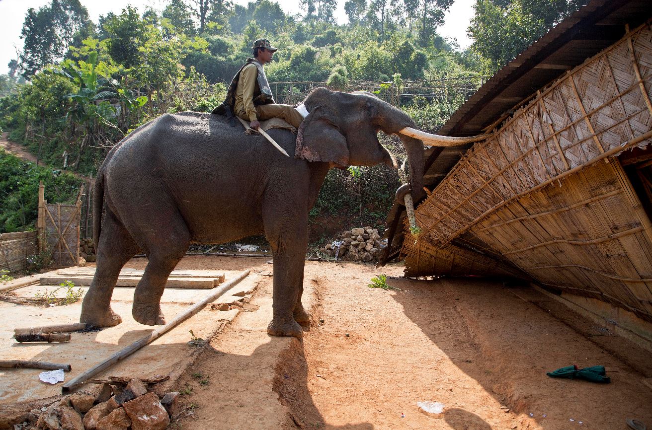 Elefantes apoyan operativo de la Policía india para desalojar a centenares de personas que viven ilegalmente en un área forestal protegida . (AP)