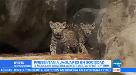 Zoológico Houston Presenta Público Cachorros Jaguar