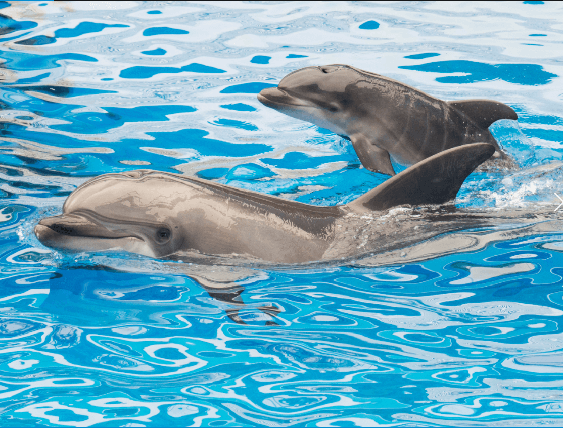 Corte avala prohibición espectáculos mamíferos marinos