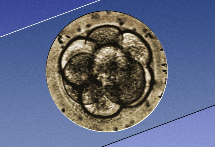 Fotografía microscópica de una célula madre