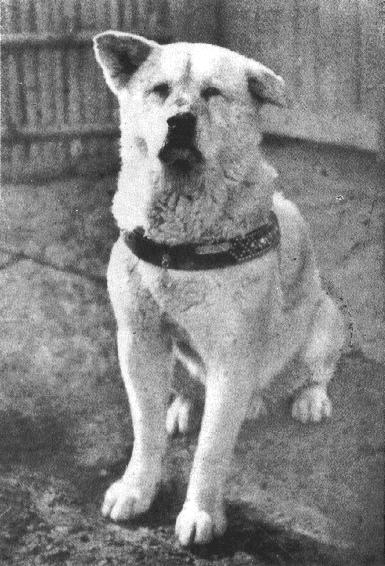 Hachiko, el perro fiel