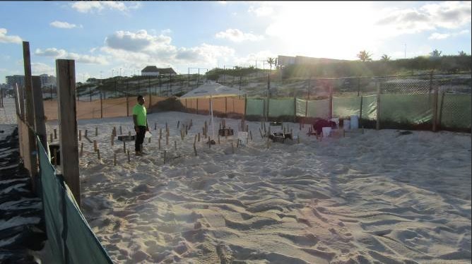 Inspeccionan corral de tortugas en Playa Delfines, Cancún, tras muerte de crías