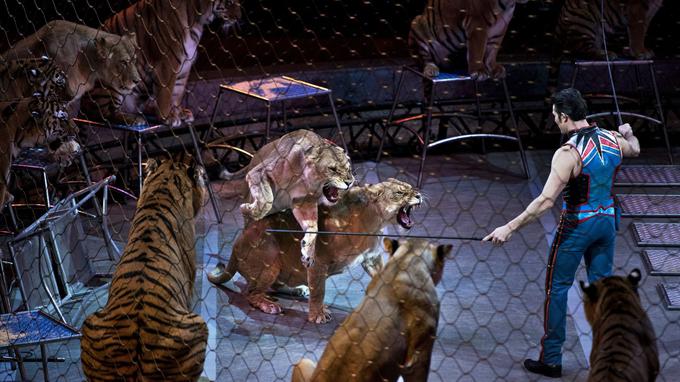 Irlanda prohíbe uso animales salvajes circos