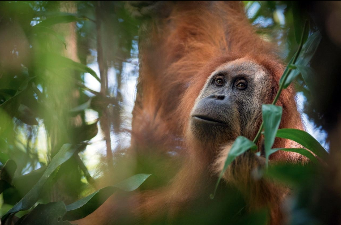 Descubren nueva especie de orangután en Indonesia; sólo hay 800 ejemplares