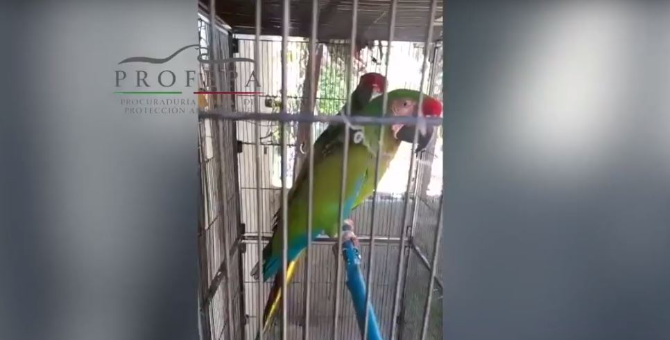 Libera Profepa 81 aves canoras en Monterrey