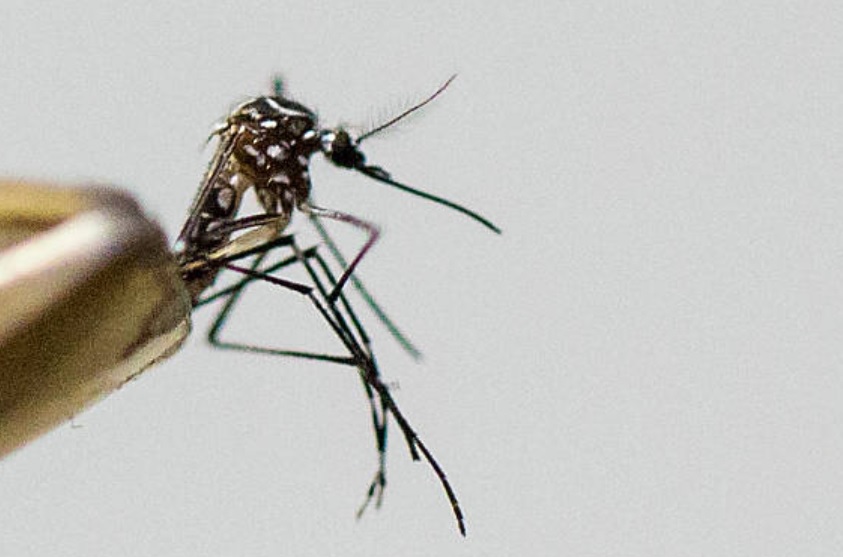 aumentan casos zika y dengue huasteca hidalguense