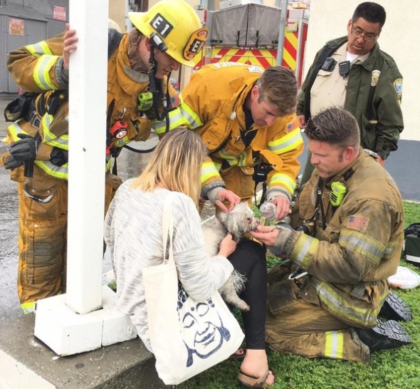 Un bombero en California lucha para salvar la vida de un perro