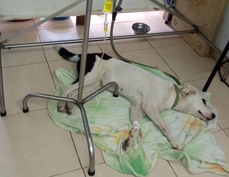 Una perrita muere de tristeza tras sufrir abandono en aeropuerto de Colombia