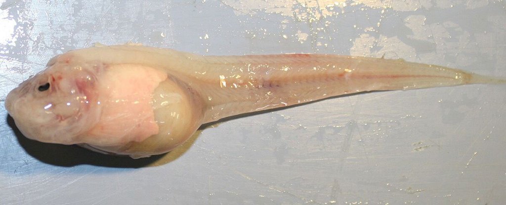 Pez baboso de la Mariana, Pseudoliparis Swirei, el pez más profundo