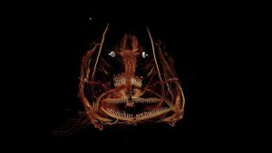Tomografía del pez baboso de la Mariana, Pseudoliparis Swirei
