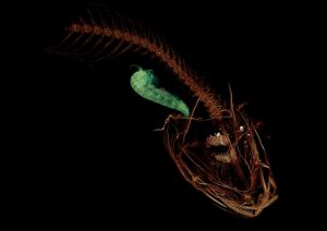 Tomografía del pez baboso de la Mariana, Pseudoliparis Swirei