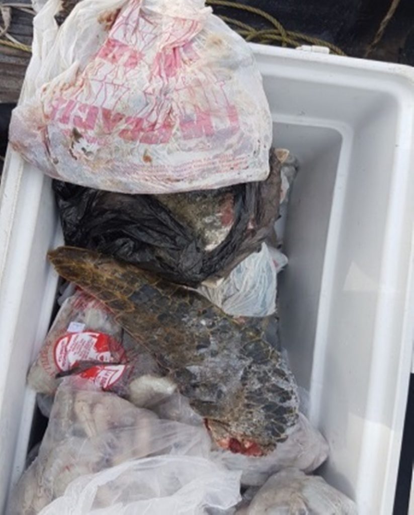Profepa detiene a dos personas con carne de tortuga y camarón en Sonora