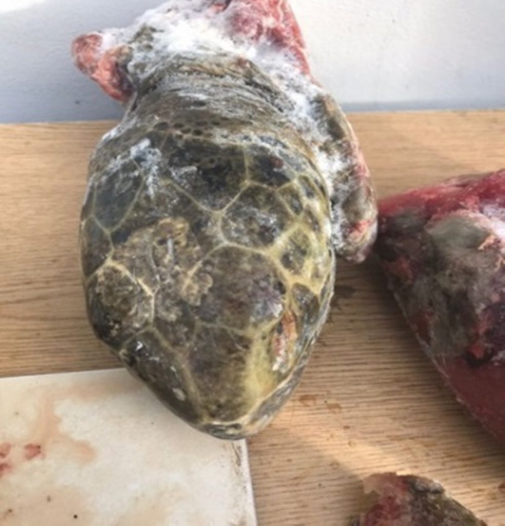 Profepa detiene a dos personas con carne de tortuga y camarón en Sonora