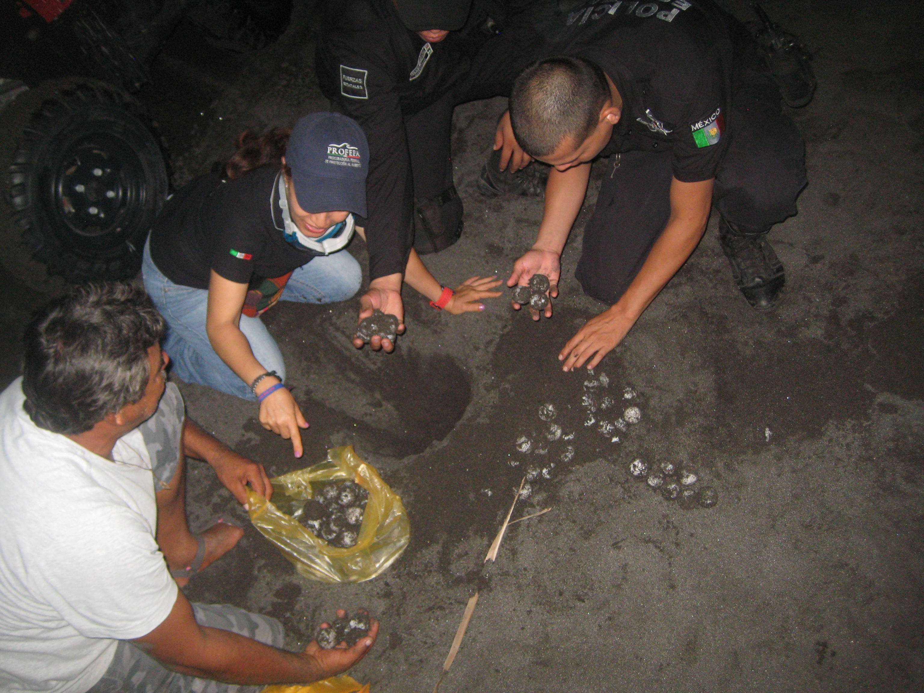 Realiza Profepa 8 operativos en Colima para la protección de tortugas marinas