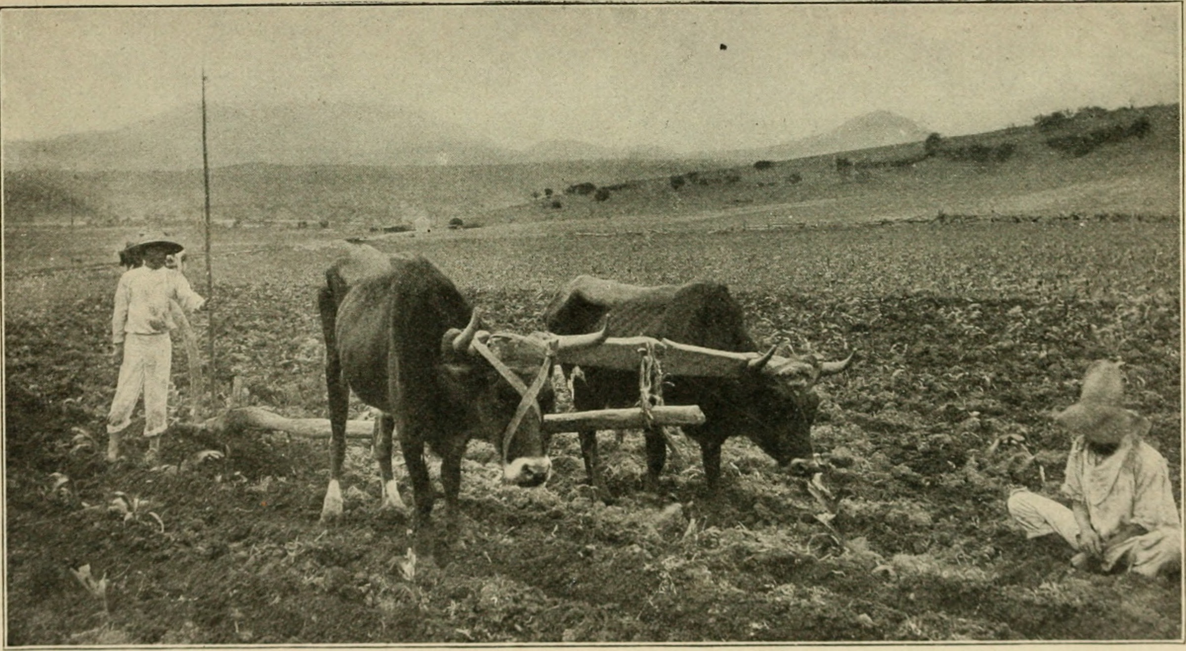 El Campo Mexicano durante Revolución Mexicana, 1910, Foto