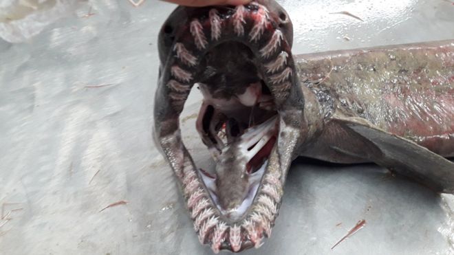 tiburón-prehistorico-300-dientes