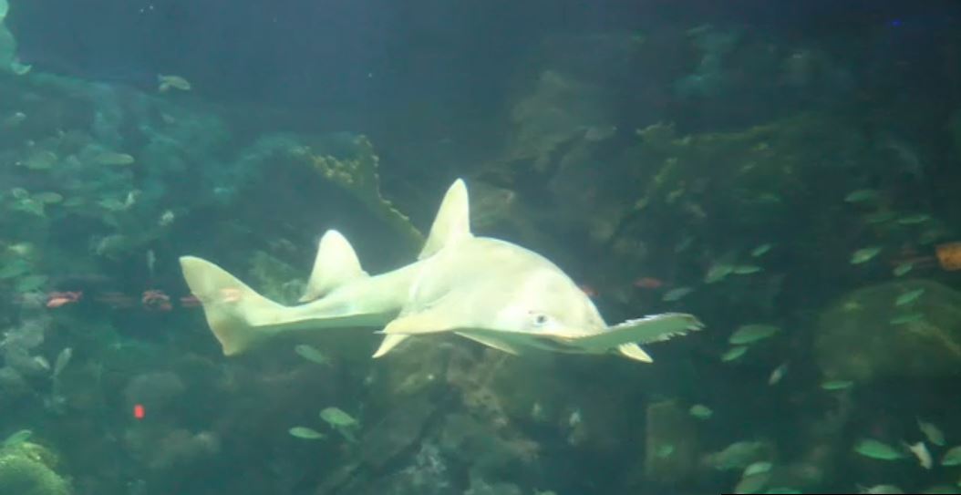 Tiburón sierra habita en el Acuario de Veracruz
