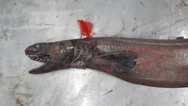 tiburon.anguila
