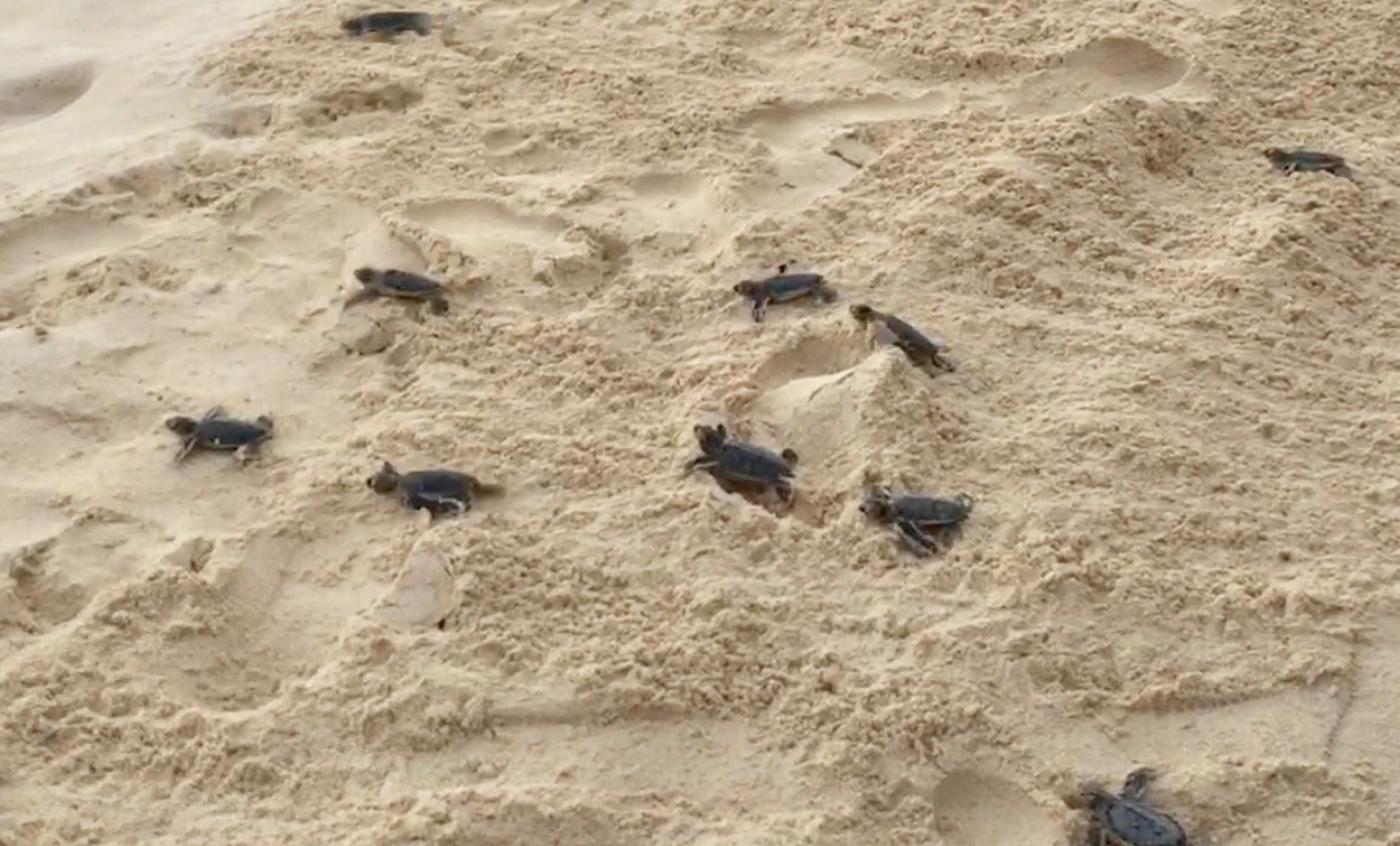 Se han liberado casi 100 mil crías de tortugas en Campeche