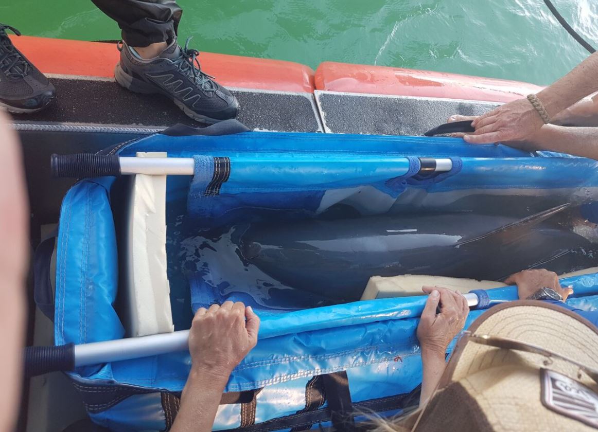 muere vaquita marina rescatada semarnat golfo