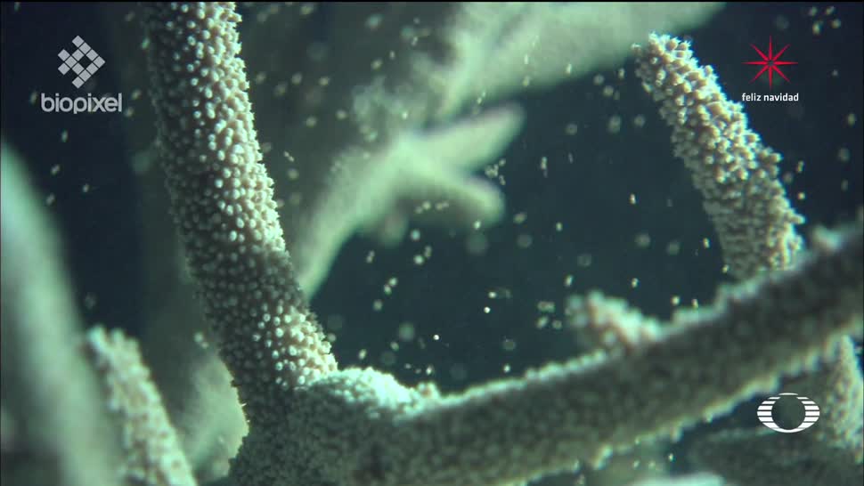 Científicos de Australia logran exitoso criadero de corales
