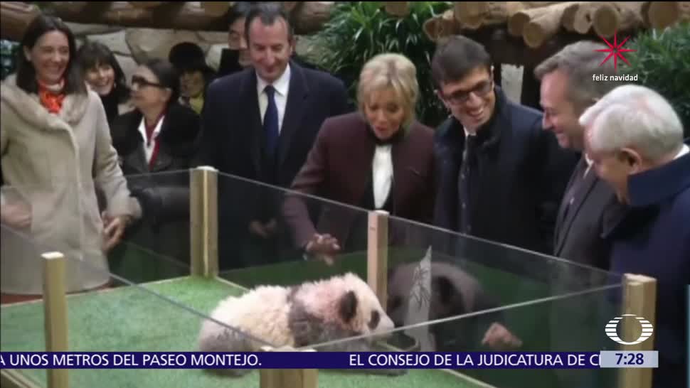 Brigitte Macron bautiza al primer oso panda nacido en Francia