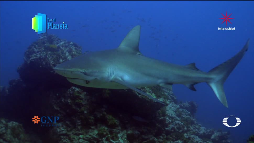 Por el Planeta: Tiburones del archipiélago de Revillagigedo