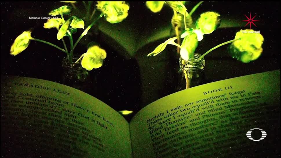 Crean plantas capaces de emitir luz