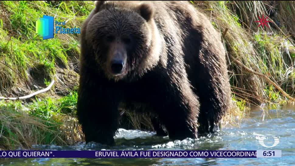 Gigantes de Alaska: el oso Kodiak