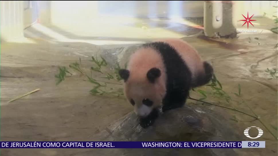 El bebé panda Xiang Xiang hace primera aparición en Tokio