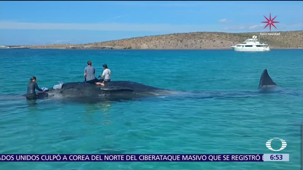 Rescatan a ballena varada en Bahía de La Paz, Baja California Sur