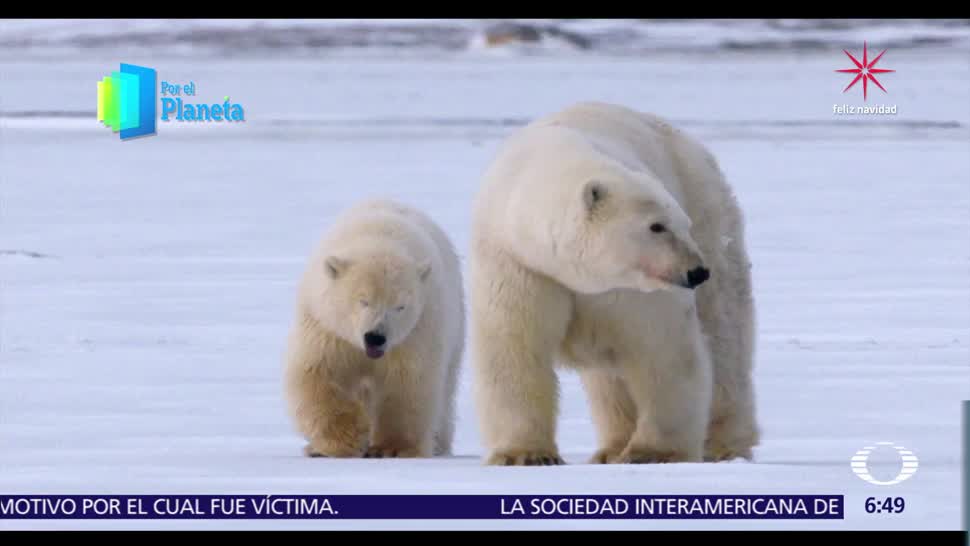 Gigantes de Alaska: Seguimiento a una familia de osos polares