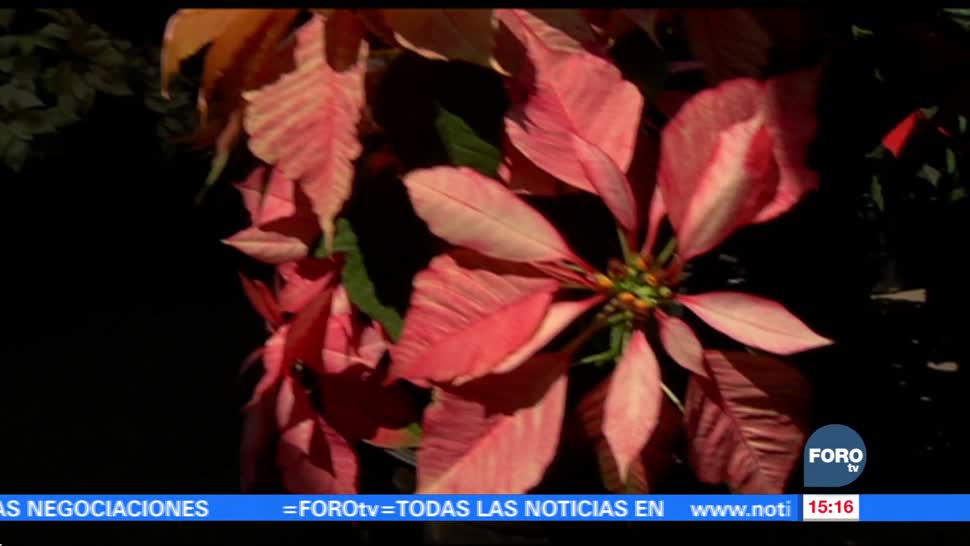 Xochimilco, pionero en la producción de la flor de nochebuena