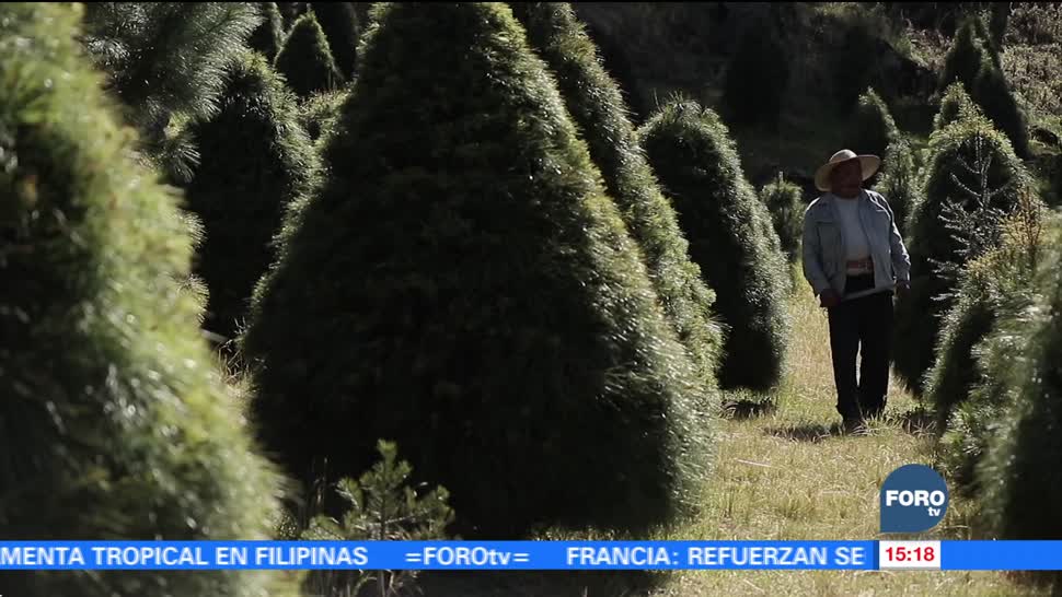 Miles de pinos de navidad de plantan en Puebla