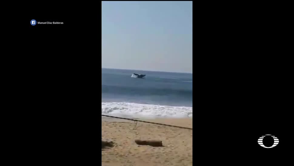 Ballenas jorobadas sorprenden al turismo, en Acapulco