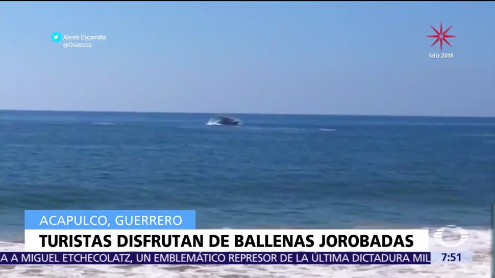 Ballenas jorobadas son vistas frente a las playas de Acapulco