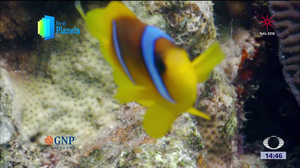 El pez payaso adorna los arrecifes del mar Rojo en Israel