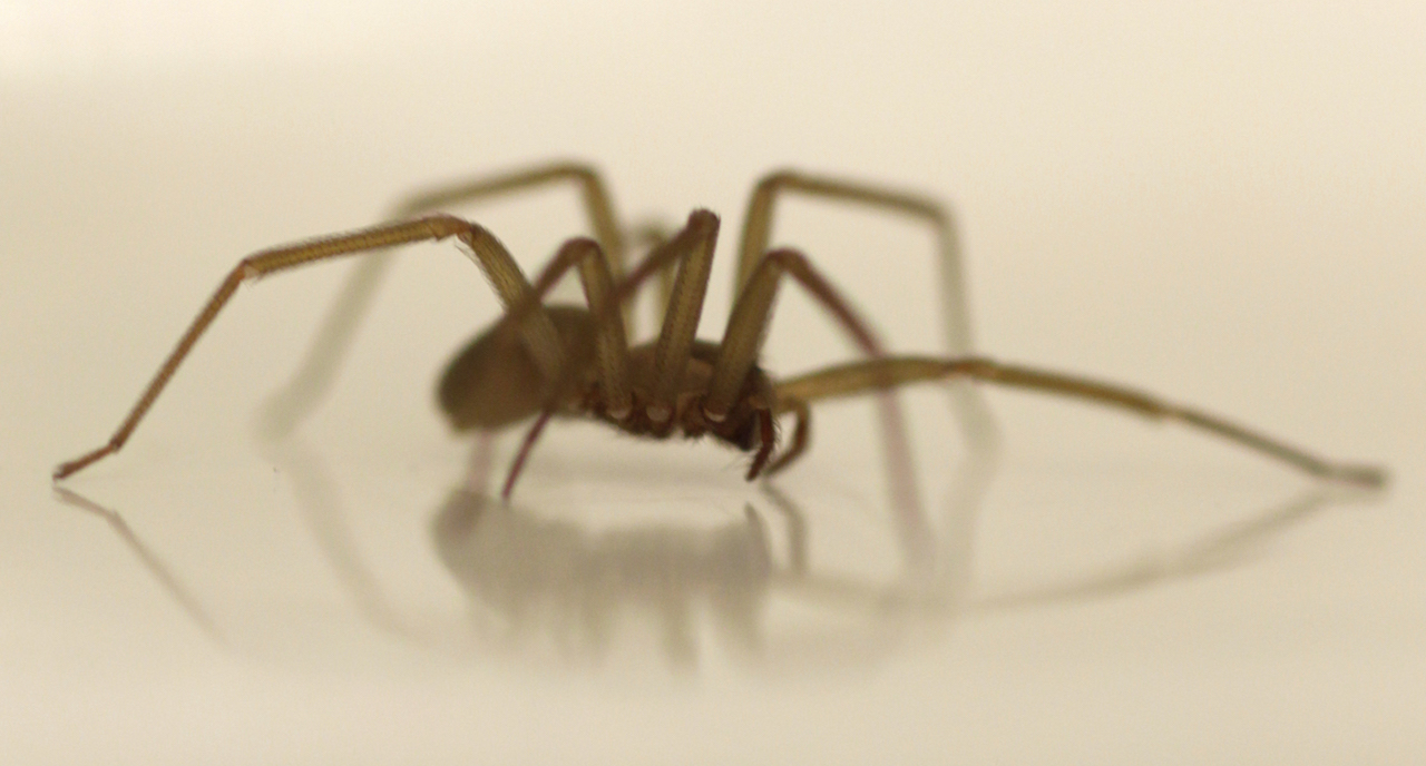 Conoce a la araña violinista y por qué es la más peligrosa en México
