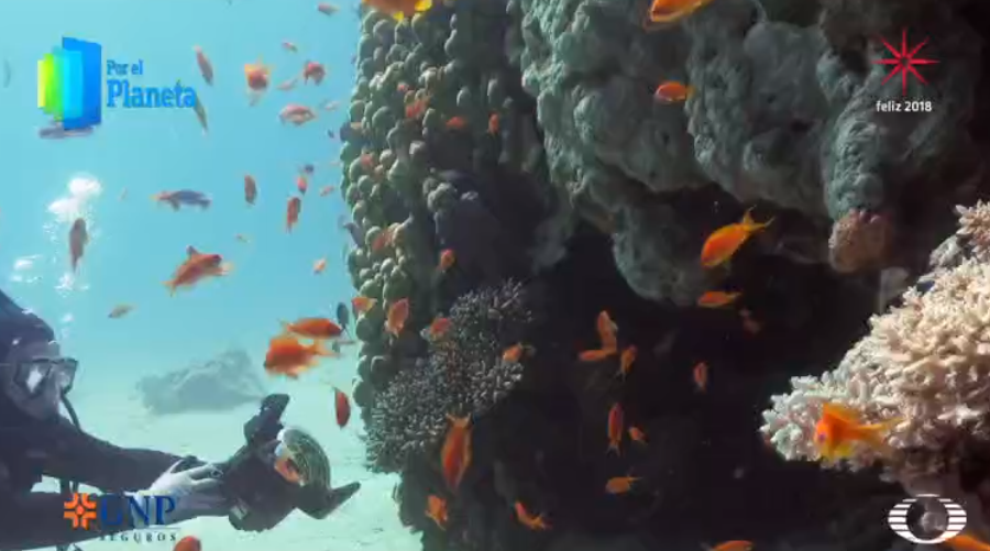 Arrecifes de coral del mar Rojo, tesoro de Israel