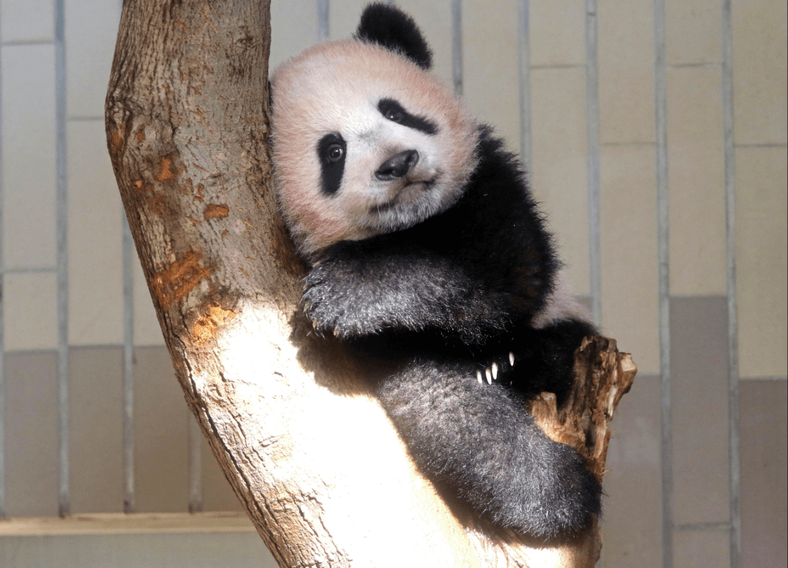Bebé panda Xiang Xiang hace su primera aparición en Tokio