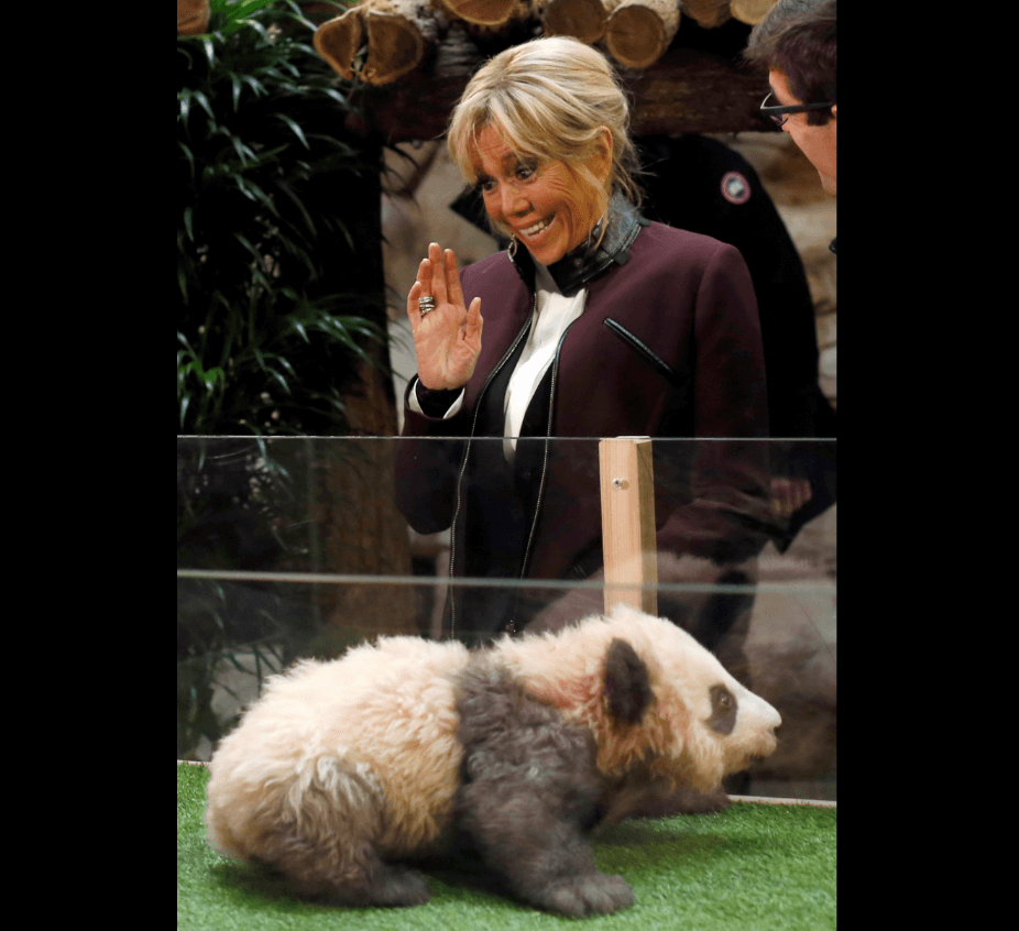 Brigitte Macron bautiza el primer panda nacido en Francia