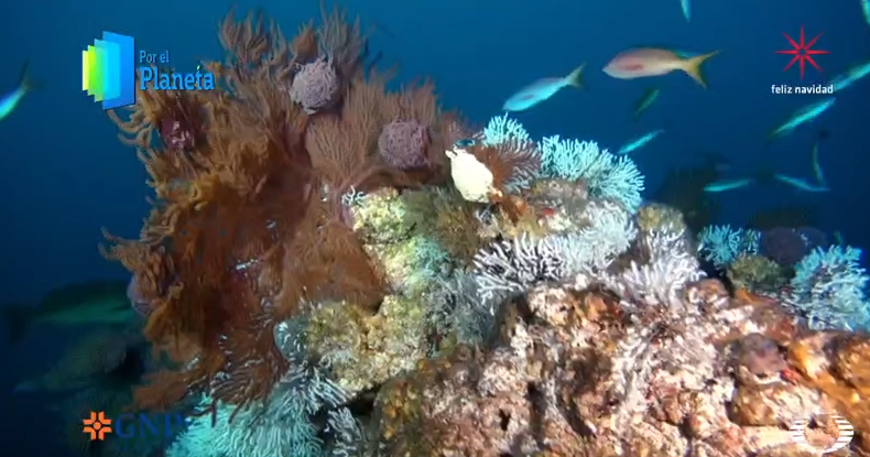 Turismo sustentable protege corales y especies de Revillagigedo